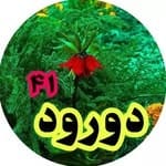 دورود ۴۱